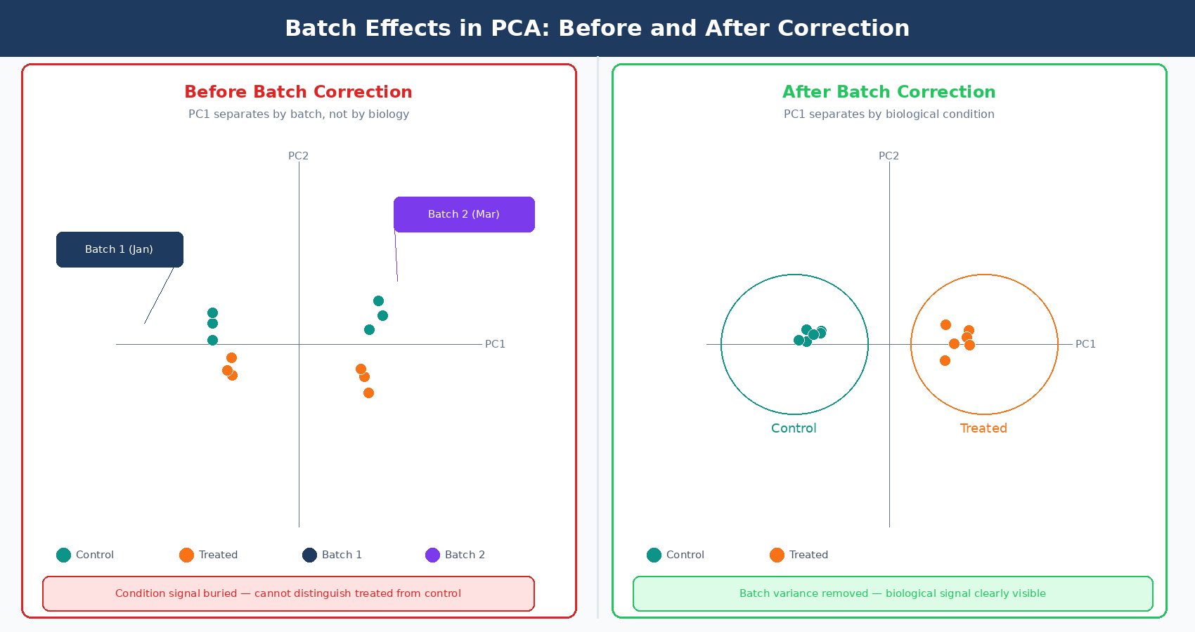 Two PCA plots side by side: the left shows samples clustering by batch (library prep date) rather than biological condition, the right shows the same data after batch correction with samples now clustering by condition