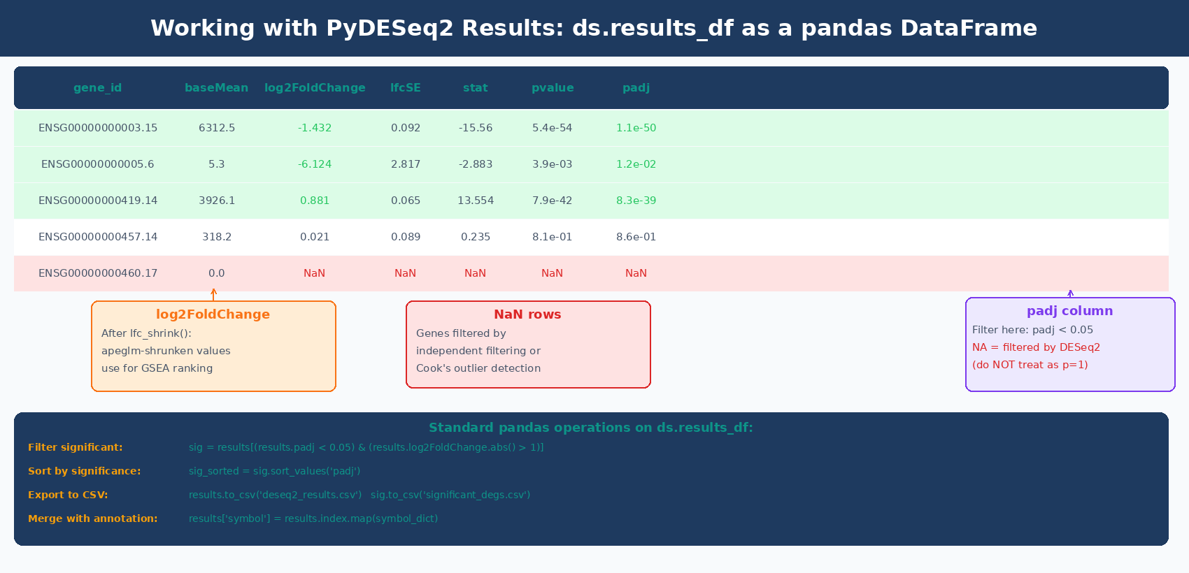 Diagram showing ds.results_df as a pandas DataFrame with columns baseMean, log2FoldChange, lfcSE, stat, pvalue, and padj, with arrows showing pandas operations: .copy() to save before shrinkage, boolean indexing to filter significant genes, .sort_values() to rank, and .to_csv() to save output files