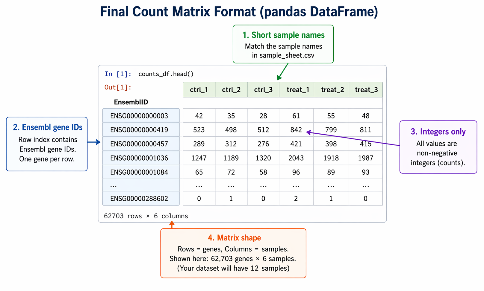 A clean annotated diagram of the final count matrix format showing a pandas DataFrame screenshot. The index column on the left contains Ensembl gene IDs like ENSG00000000003 and ENSG00000000419. The column headers across the top are sample names ctrl_1 ctrl_2 ctrl_3 treat_1 treat_2 treat_3. The body cells contain integer values between 0 and several thousand. Four callout boxes point to specific parts of the DataFrame: one to the index saying Ensembl gene IDs, one to the column headers saying short sample names matching sample_sheet.csv, one to a cell value saying integers only, and one to the bottom showing shape as 62703 rows by 12 columns.