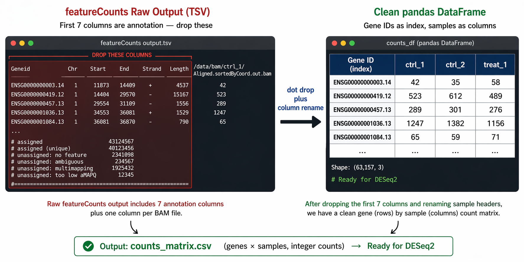 A side-by-side diagram of a terminal window showing featureCounts raw output on the left with the first seven columns labeled Geneid Chr Start End Strand Length and then a long BAM file path as the column header, with annotation columns highlighted in red as drop these; and on the right a clean pandas DataFrame showing only the gene ID as index and short sample names ctrl_1 ctrl_2 treat_1 as column headers with integer counts filling each cell. An arrow labeled dot drop plus column rename connects the two panels.