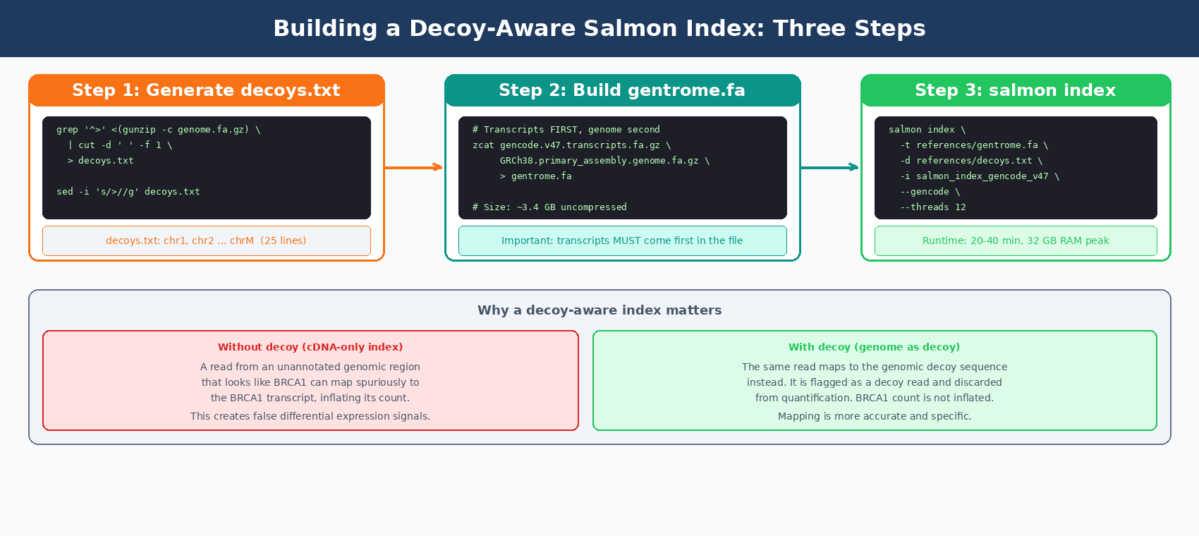 Three-step diagram for building a decoy-aware Salmon index: Step 1 shows the genome FASTA with chromosome headers and a grep command producing a decoys.txt file listing chr1 through chrM; Step 2 shows the transcriptome FASTA and genome FASTA being concatenated with zcat into a gentrome.fa file with arrows indicating transcripts go first then genome sequences; Step 3 shows the salmon index command with its flags pointing to the final index directory with four sub-components labeled hash, ref, sa, and info.json