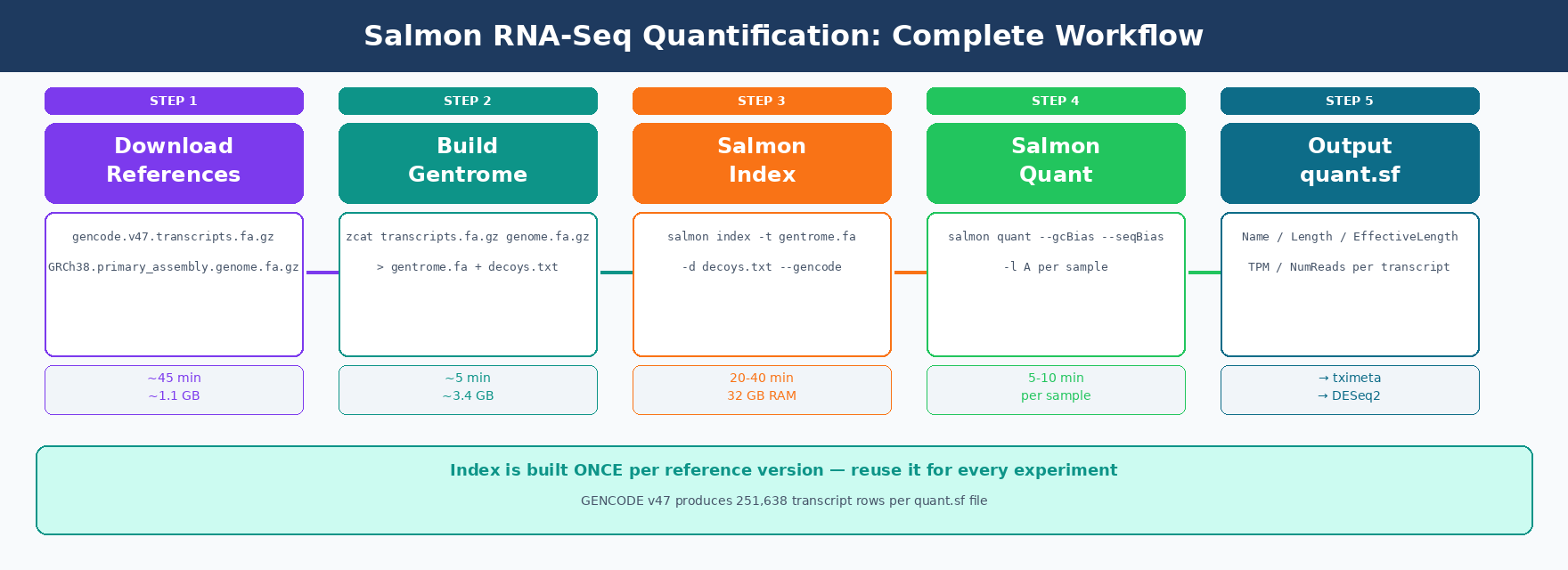 Five-stage Salmon workflow diagram: Stage 1 shows downloading GENCODE transcripts FASTA and genome FASTA from gencodegenes.org; Stage 2 shows building the gentrome by concatenating transcriptome plus genome with chromosome names in decoys.txt; Stage 3 shows salmon index command producing a decoy-aware index directory; Stage 4 shows salmon quant running on trimmed paired-end reads per sample; Stage 5 shows the quant.sf output files for all samples ready for tximeta and DESeq2