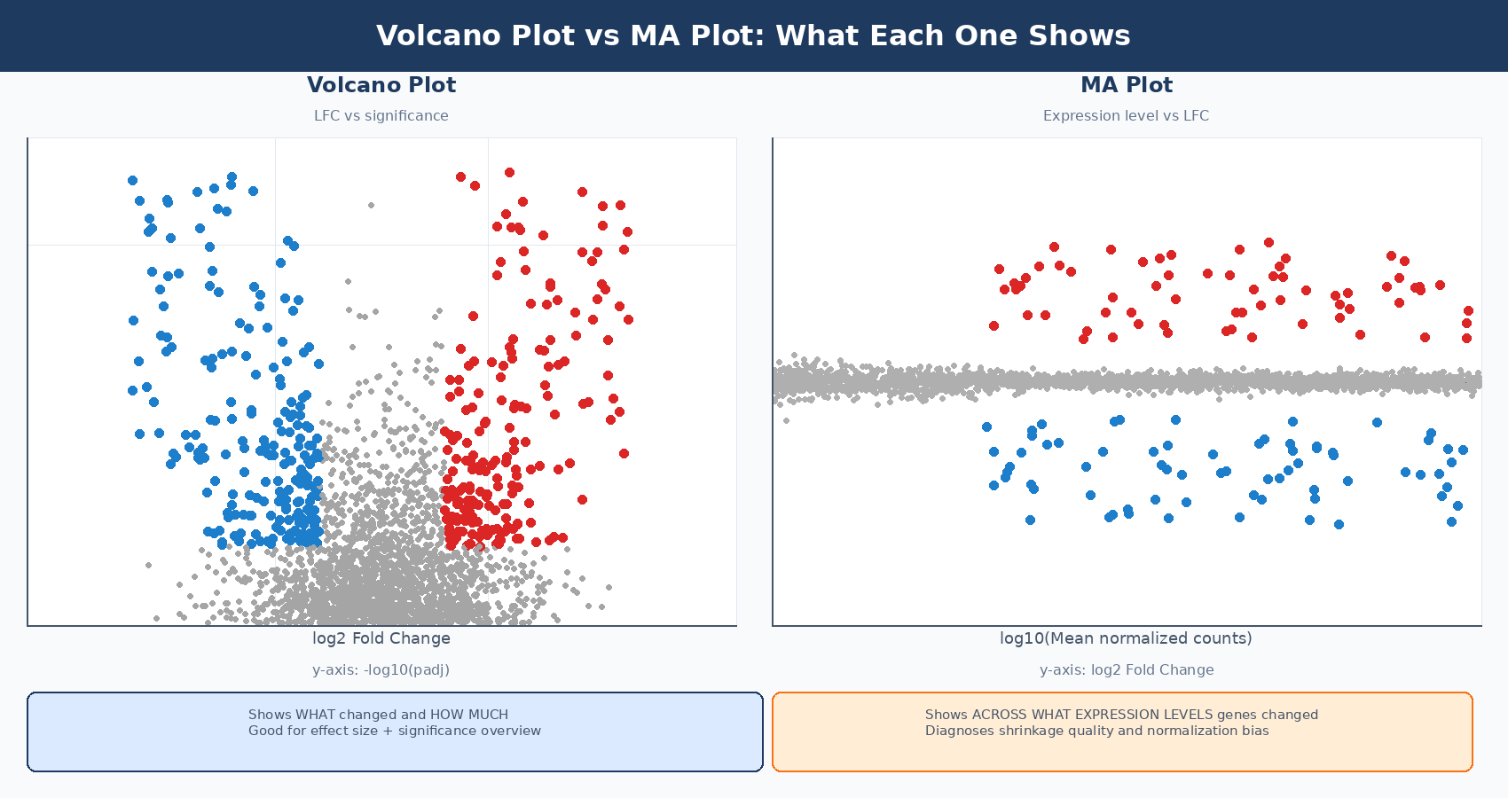 Side-by-side comparison of a volcano plot (log2 fold change on x-axis, -log10 padj on y-axis, significant genes colored red) and an MA plot (mean expression on x-axis, log2 fold change on y-axis), with annotations explaining what each plot reveals that the other cannot