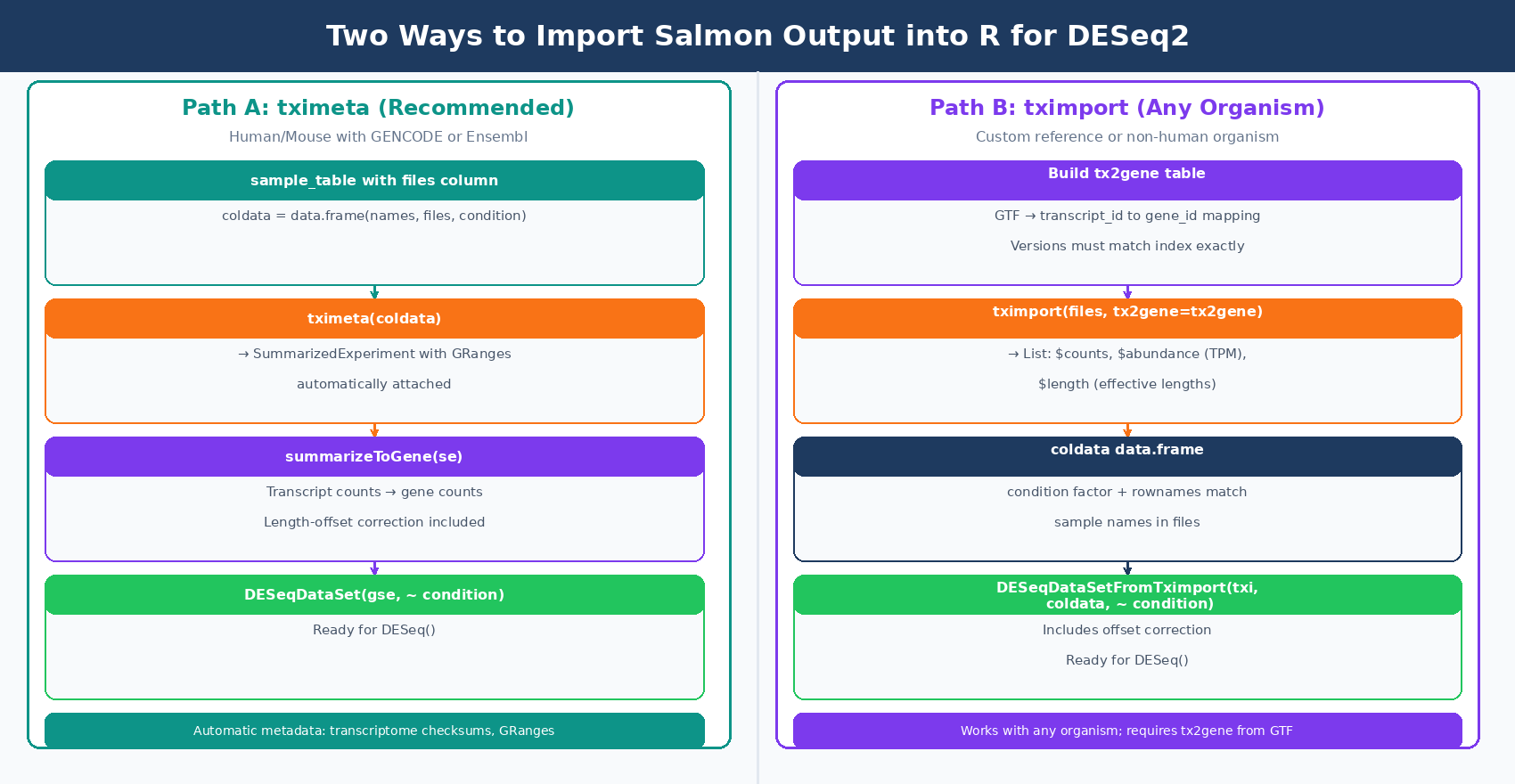 Flowchart showing two import paths from Salmon quant.sf files to DESeq2: Path A uses tximeta which automatically attaches GRanges metadata for known transcriptomes and produces a SummarizedExperiment; Path B uses tximport with a tx2gene table and produces a list of matrices fed to DESeqDataSetFromTximport