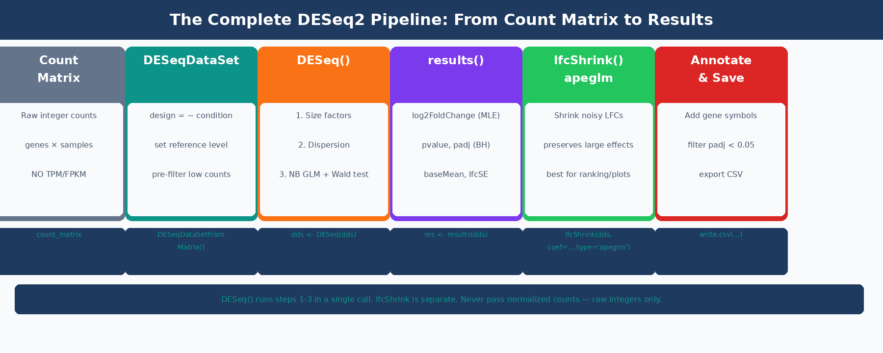 Complete DESeq2 pipeline from count matrix through size factor estimation, dispersion shrinkage, NB GLM fitting, Wald testing, lfcShrink with apeglm, and final filtered results table