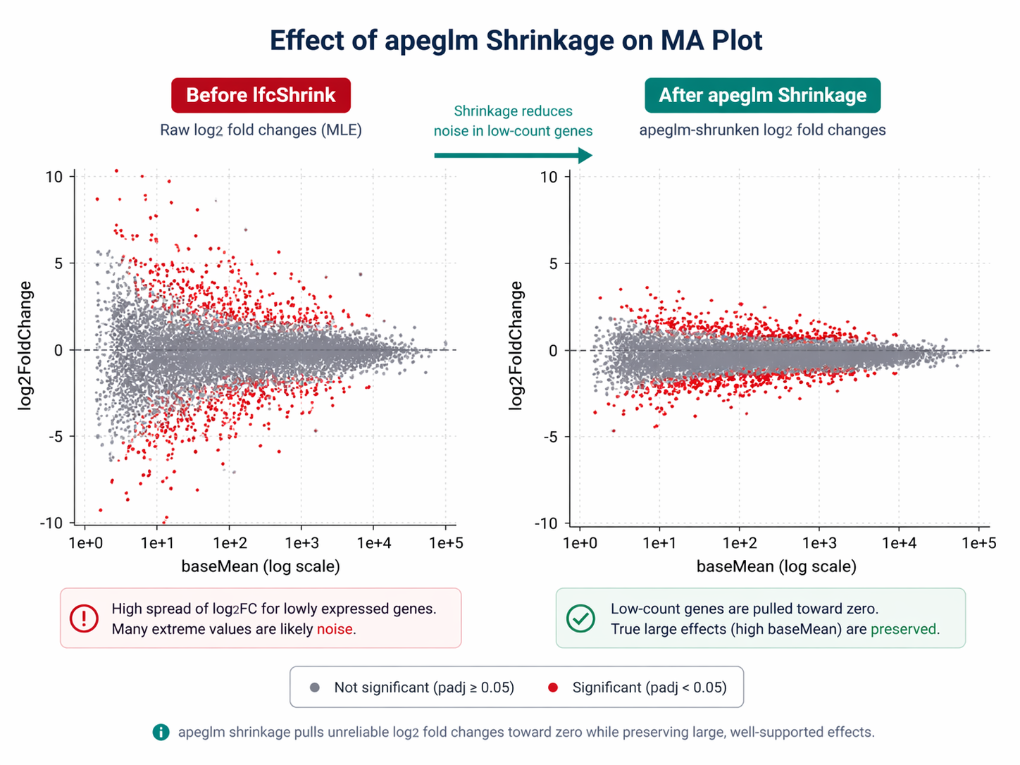 Two side-by-side MA plots: left plot labeled Before lfcShrink shows points scattered widely on the y-axis for genes with low baseMean on the left, with some extreme values reaching plus or minus 10, colored grey for non-significant and red for significant; right plot labeled After apeglm shrinkage shows the same data but with low-baseMean points pulled tightly toward zero on the y-axis, the significant genes remain elevated but the noise from low-count genes is eliminated, making the plot much cleaner