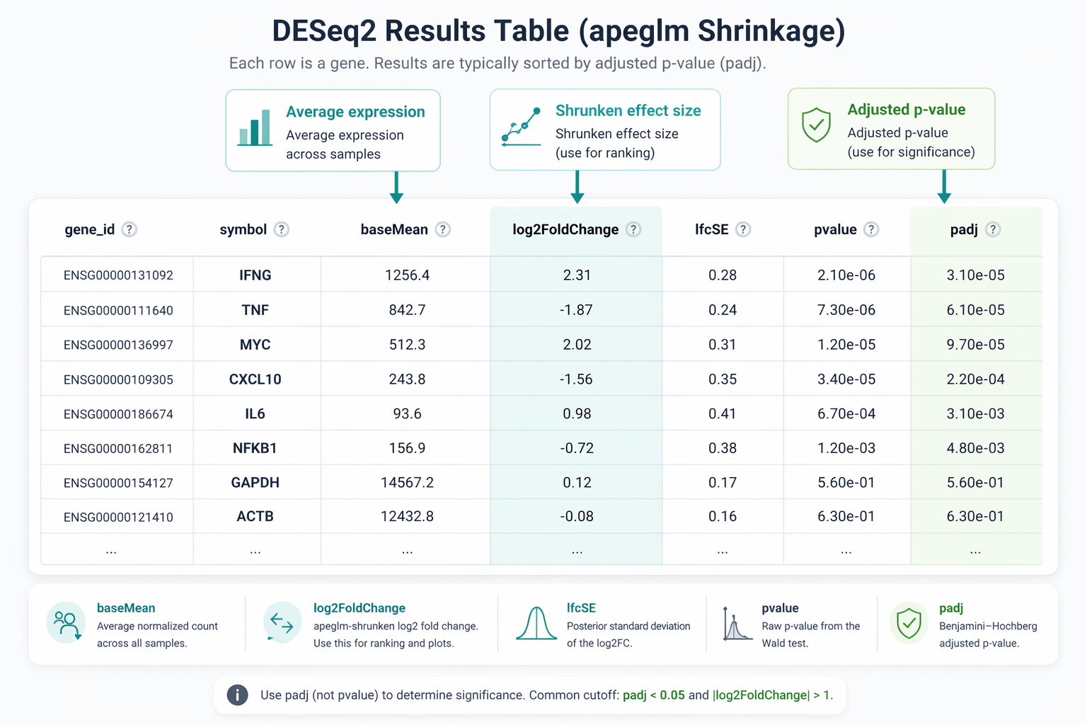 Annotated table showing the DESeq2 results DataFrame with six columns: gene_id showing ENSG IDs, symbol showing gene names like IFNG and TNF and MYC, baseMean showing average normalized counts, log2FoldChange showing shrunken effect sizes, pvalue, and padj; arrows point to key columns with labels explaining baseMean equals average expression across all samples, log2FoldChange equals shrunken LFC use this for ranking, and padj equals BH-corrected p-value use this for significance not pvalue