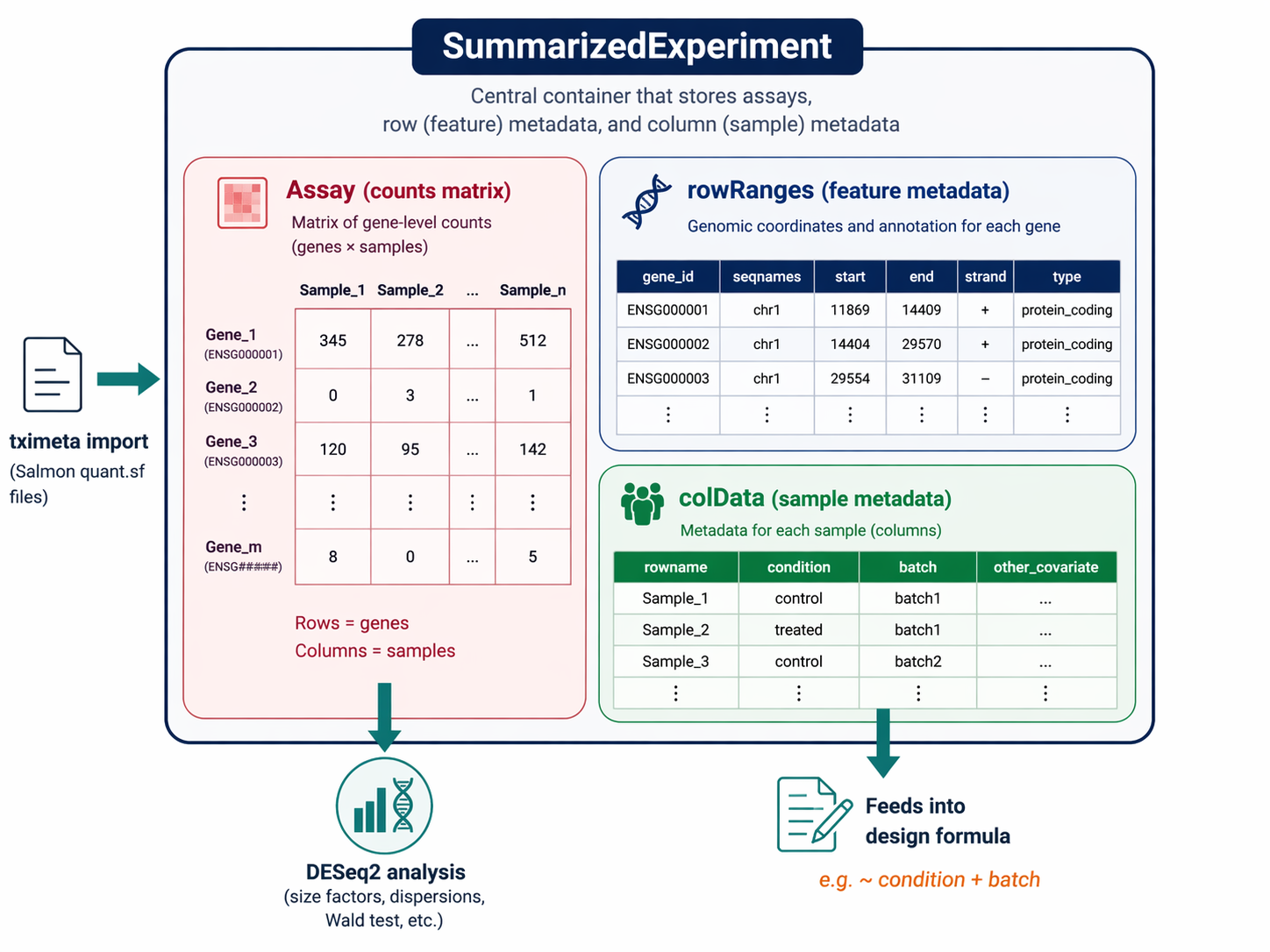 Diagram of a SummarizedExperiment object with three colored blocks: a pink assay block containing the counts matrix with genes as rows and samples as columns, a blue rowRanges block containing genomic coordinates per gene, and a green colData block containing the sample metadata table with condition and batch columns, with an arrow showing that colData columns feed directly into the DESeq2 design formula