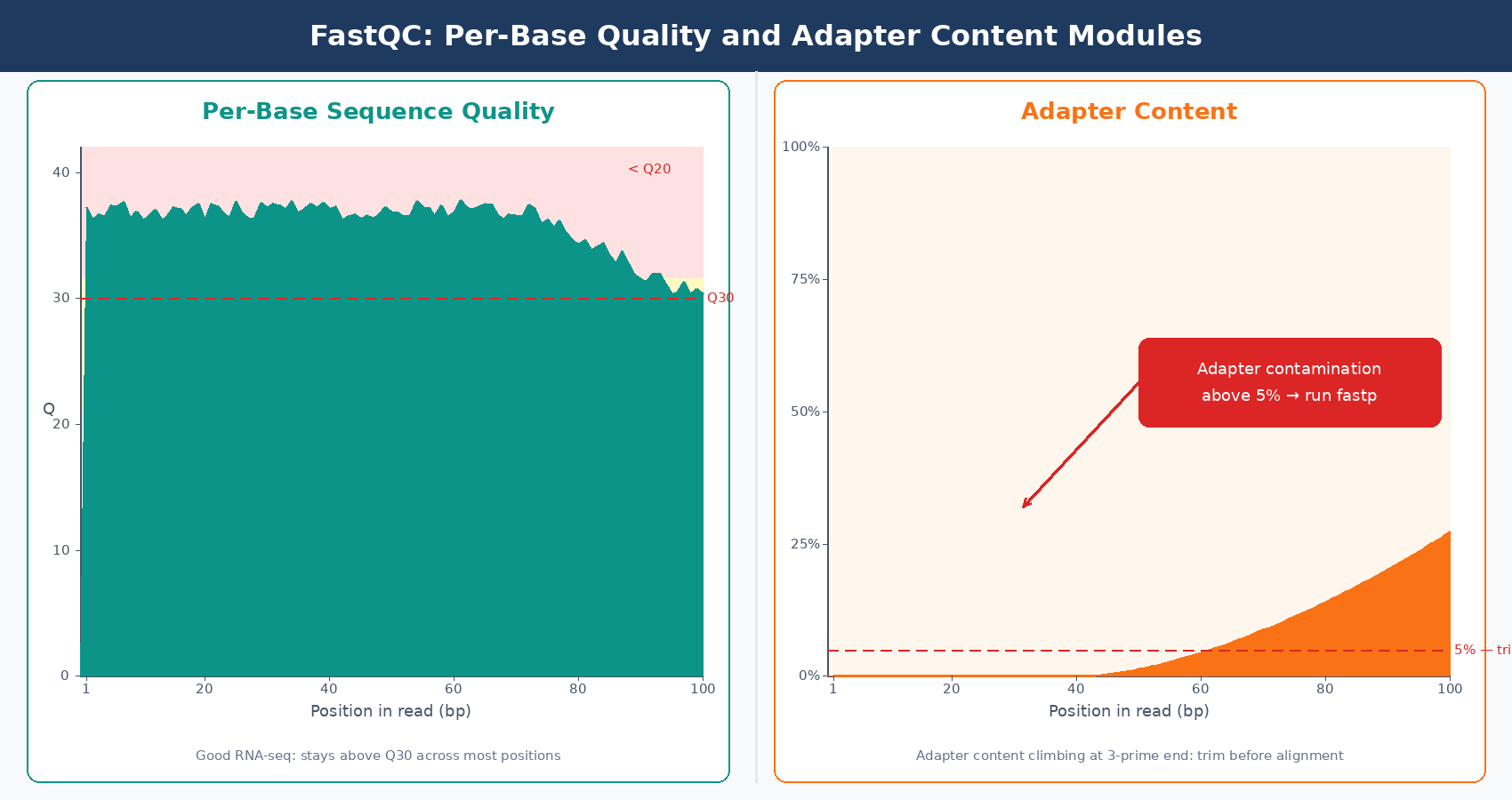Two side-by-side FastQC module plots: per-base sequence quality showing quality scores across read positions with green pass zone, and adapter content plot showing adapter percentage accumulating toward the 3-prime end of reads