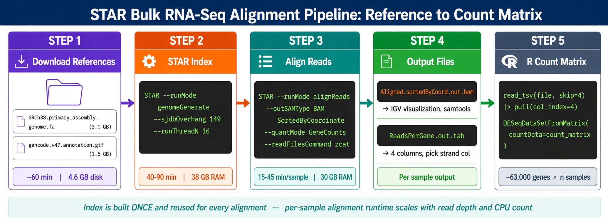 Five-stage STAR alignment workflow diagram: Stage 1 shows downloading the GENCODE genome FASTA and GTF annotation files from gencodegenes.org; Stage 2 shows the STAR genomeGenerate command building an index directory from those files; Stage 3 shows STAR alignReads running on paired-end trimmed FASTQ files; Stage 4 shows two outputs: a sorted BAM file for visualization and a ReadsPerGene.out.tab counts file; Stage 5 shows loading all ReadsPerGene files in R and assembling a gene by samples count matrix for DESeq2