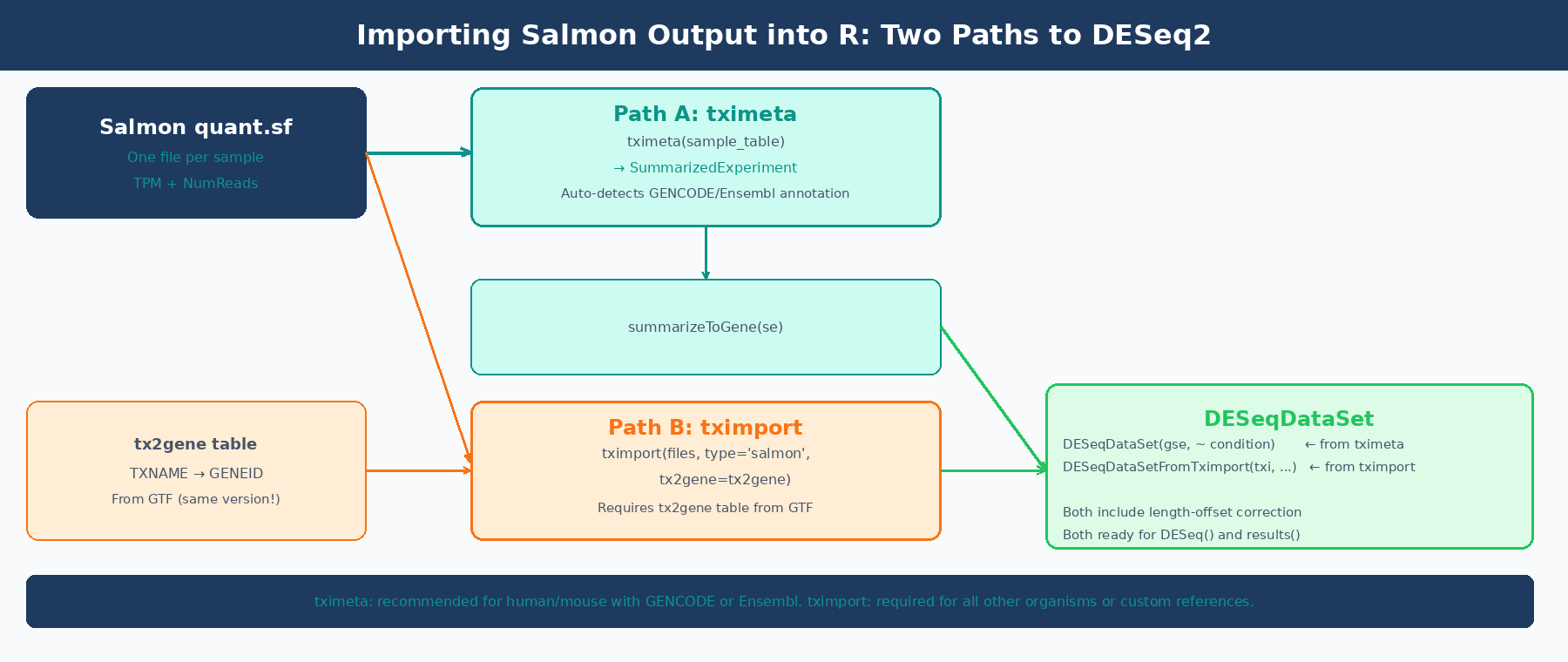 R workflow diagram showing Salmon quant.sf files being imported via tximeta or tximport, with tx2gene mapping table, producing a DESeqDataSet ready for DESeq2 analysis