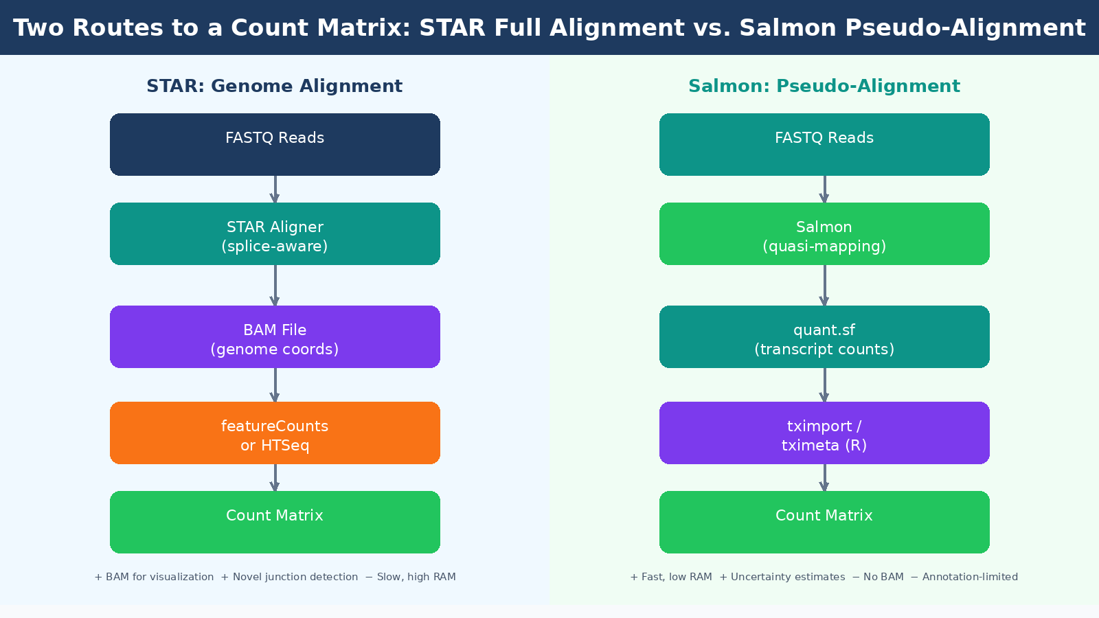 Diagram comparing STAR genome alignment producing BAM files versus Salmon pseudo-alignment producing quant.sf quantification files, both leading to a count matrix