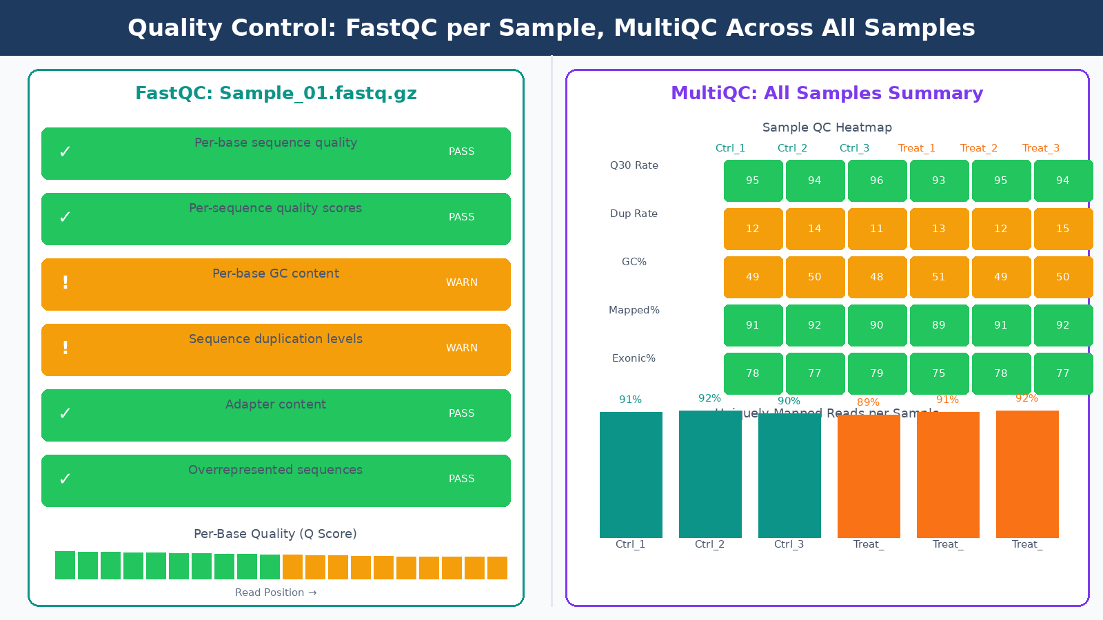 Stylized diagram of FastQC per-base quality score output and MultiQC aggregated summary report showing multiple RNA-seq samples
