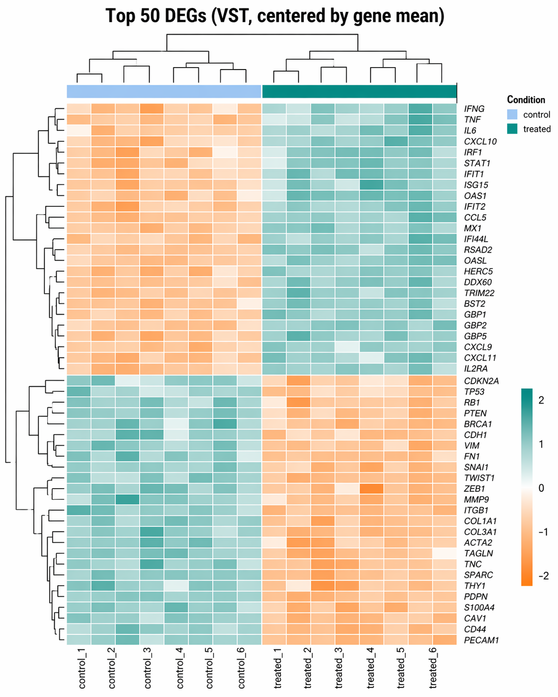 pheatmap heatmap of top 50 DEGs: rows are gene symbols like IFNG TNF MYC CDKN2A TP53 with hierarchical clustering dendrogram on the left showing two main gene clusters; columns are 12 samples with a teal and light blue annotation bar at the top separating treated from control samples and a dendrogram showing samples cluster by condition; color scale is orange for negative z-score, white for zero, teal for positive z-score; treated samples uniformly show teal for upregulated genes and orange for downregulated genes while control samples show the opposite pattern
