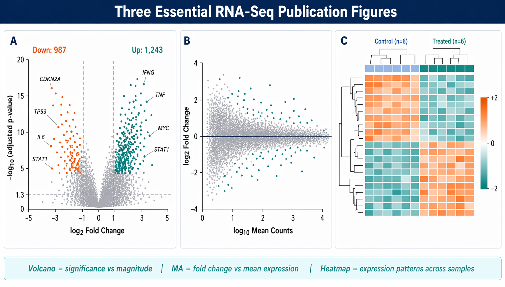 Three side-by-side publication-quality RNA-seq plots: left is a volcano plot with grey non-significant dots, teal upregulated dots, orange downregulated dots, and labeled top gene symbols; center is an MA plot with mean normalized count on x-axis and log2 fold change on y-axis, blue shrunk significant points and grey background; right is a pheatmap heatmap of top 50 DEGs with red-white-blue color scale, hierarchical clustering dendrogram on rows, and sample condition annotation bar on columns