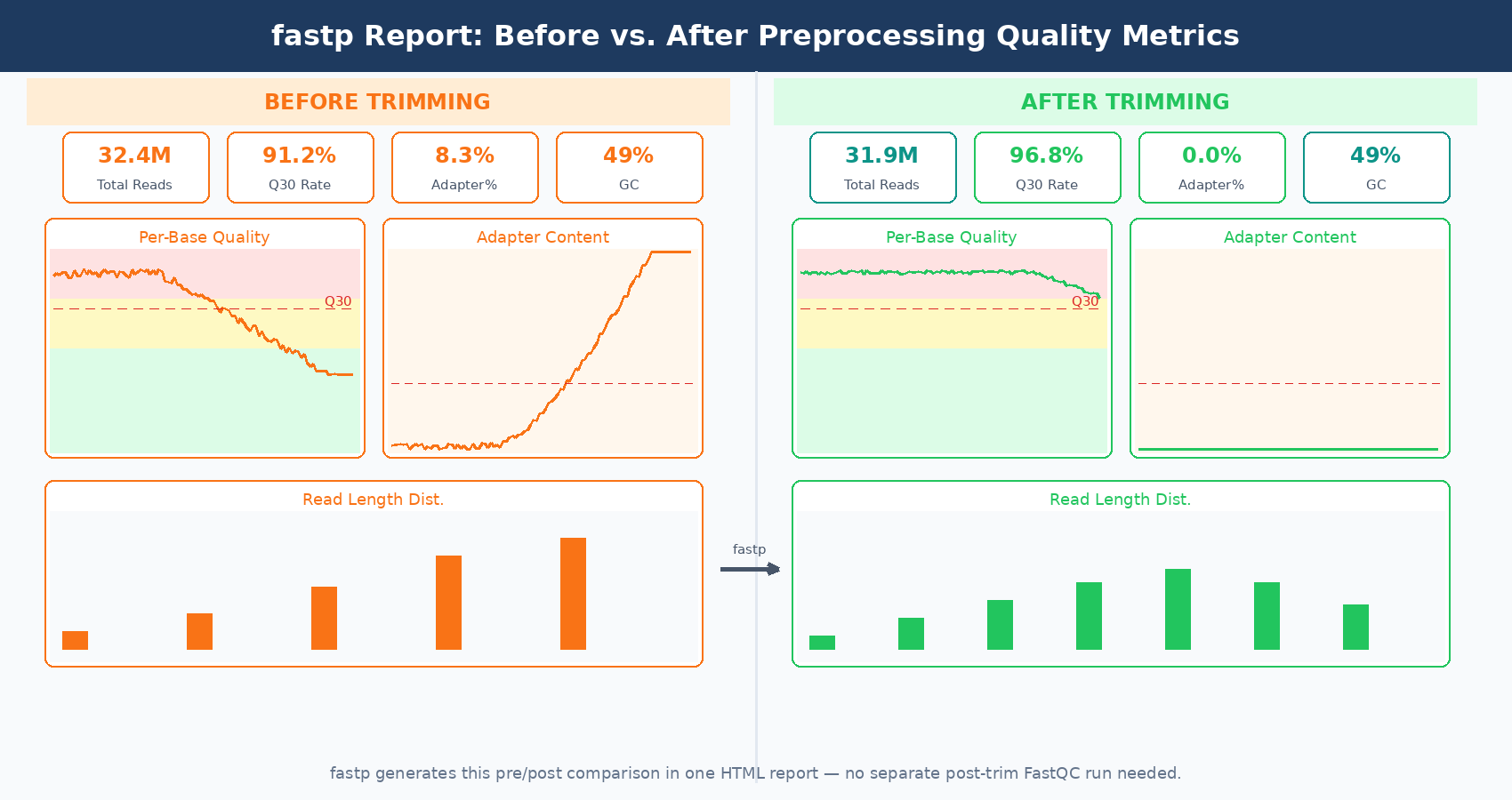 Stylized fastp HTML QC report showing side-by-side before and after preprocessing quality metrics including per-base quality scores, read length distribution after trimming, and adapter content reduction