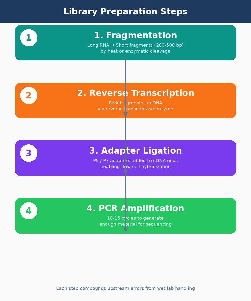 Step-by-step diagram of RNA-seq library preparation including fragmentation, reverse transcription, adapter ligation, and PCR amplification