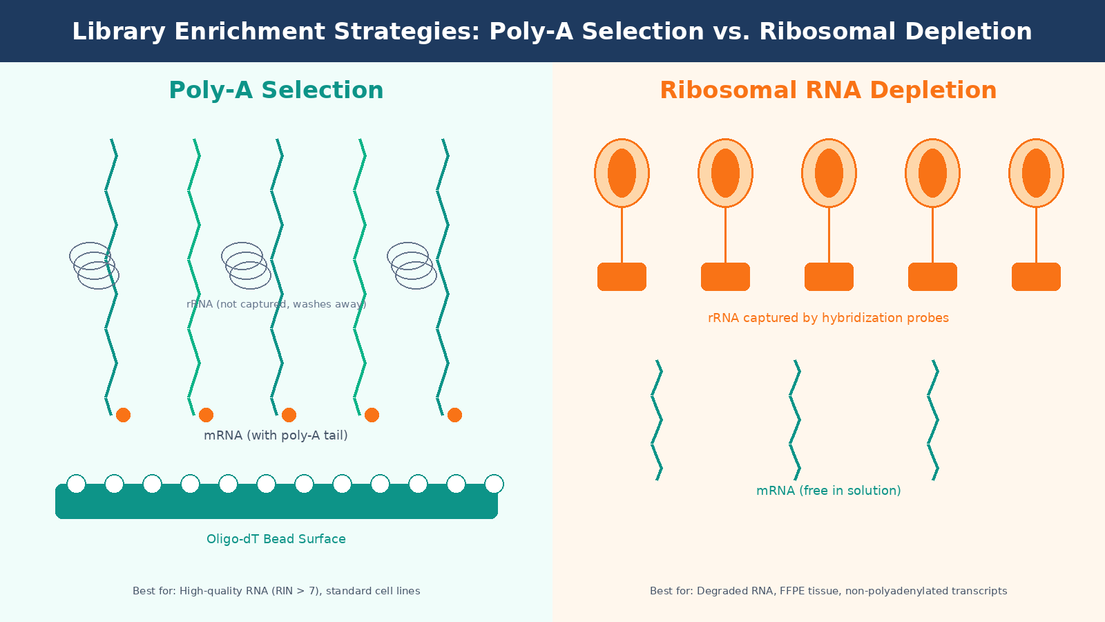 Side by side comparison of poly-A selection and ribosomal RNA depletion library prep strategies