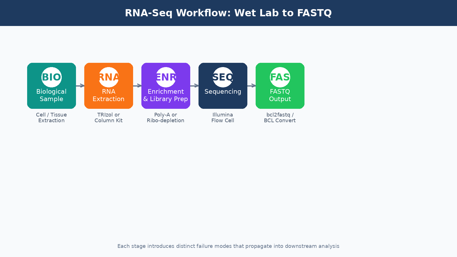 Overview diagram of the RNA-seq wet lab workflow from sample collection to FASTQ file generation