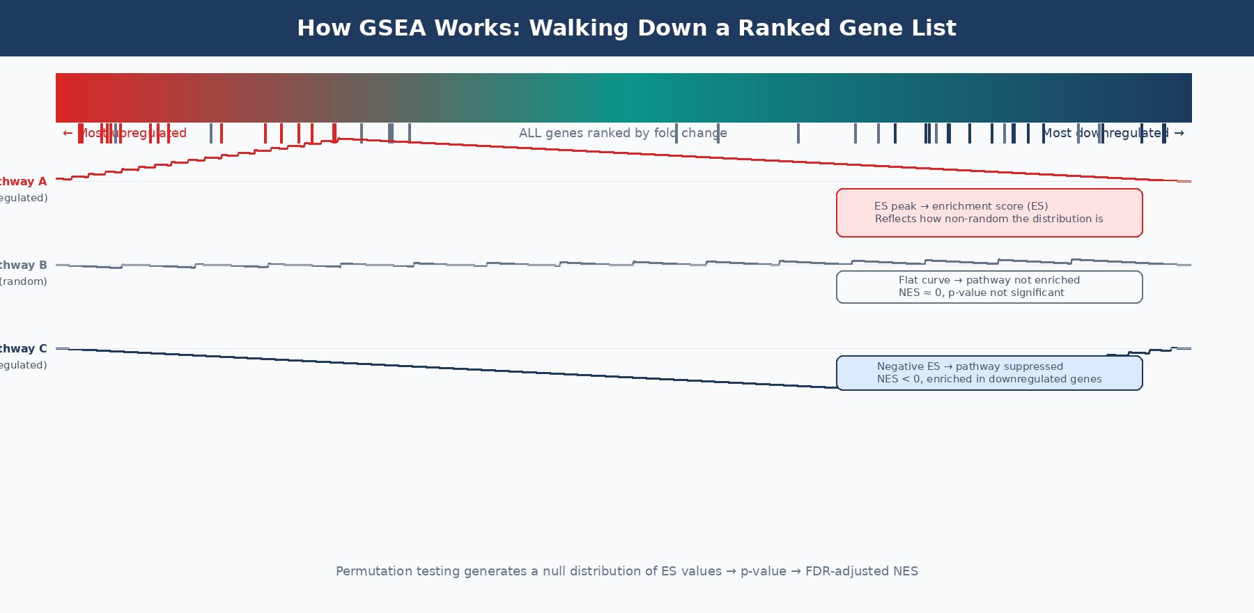 Conceptual diagram of the GSEA algorithm showing a ranked gene list from most upregulated to most downregulated, with pathway member genes marked as hits along the list, and the resulting running enrichment score curve showing a peak at the top end indicating pathway enrichment