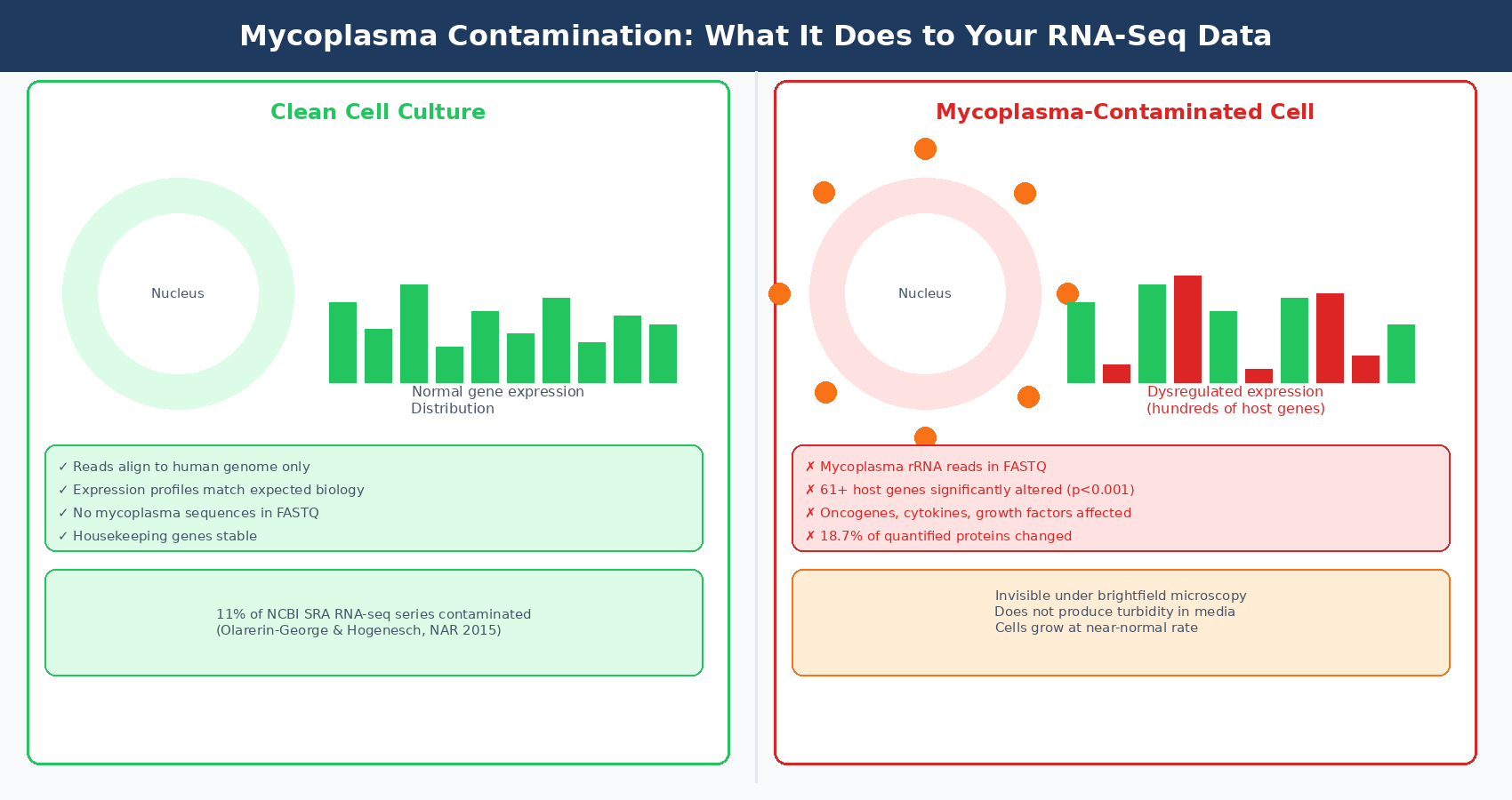 Diagram showing how mycoplasma contamination alters cell line RNA-seq results: left side shows normal cell with clean gene expression profile, right side shows mycoplasma-contaminated cell with hundreds of dysregulated host genes and mycoplasma rRNA reads appearing in the data