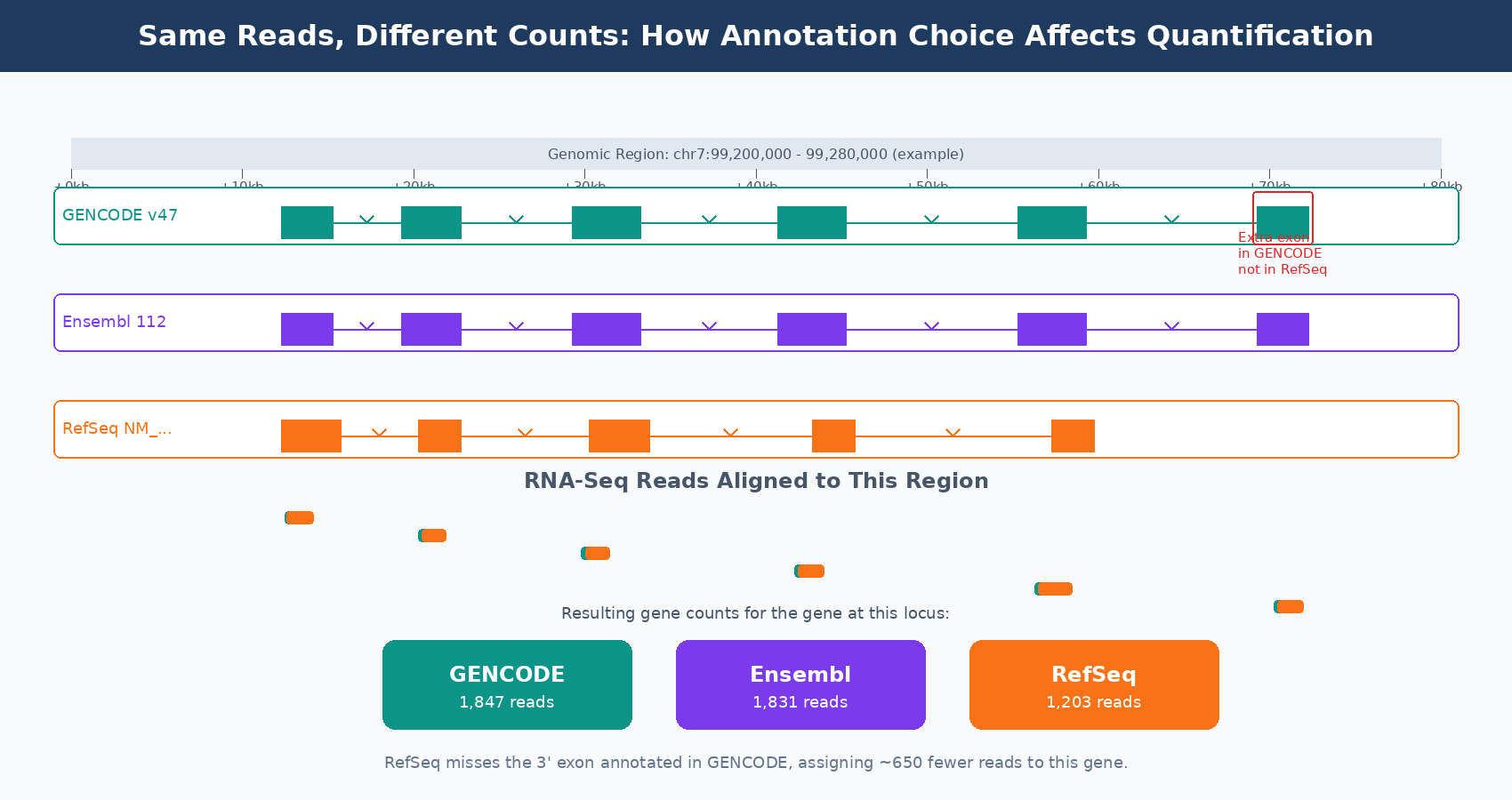 Side-by-side comparison showing how the same RNA-seq reads produce different gene count values depending on whether GENCODE, Ensembl, or RefSeq annotation is used, with a focus on exon boundary differences and multi-isoform genes