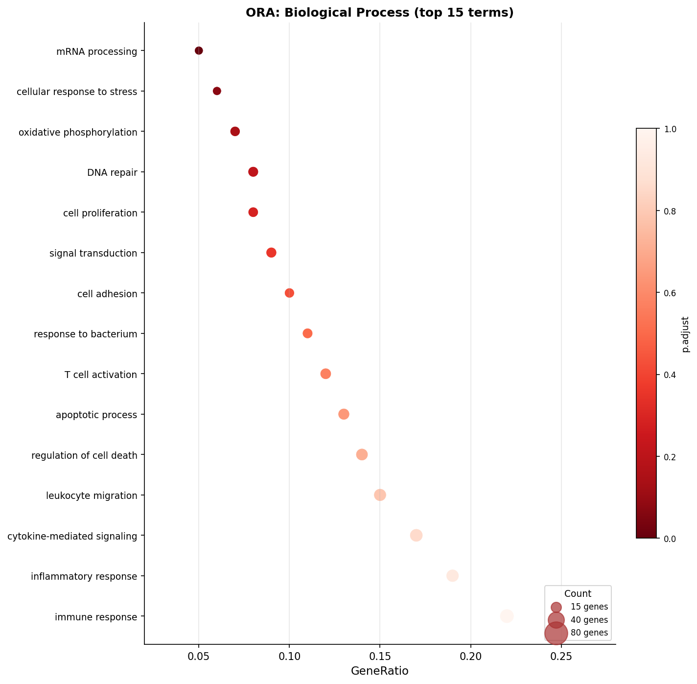 clusterProfiler dotplot showing top 20 enriched GO Biological Process terms from ORA, with dot size proportional to gene count and color representing adjusted p-value